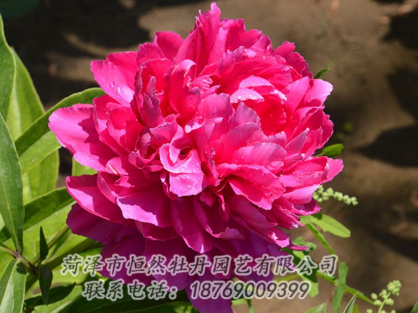 點(diǎn)擊查看詳細(xì)信息<br>標(biāo)題：紅色芍藥 閱讀次數(shù)：1162