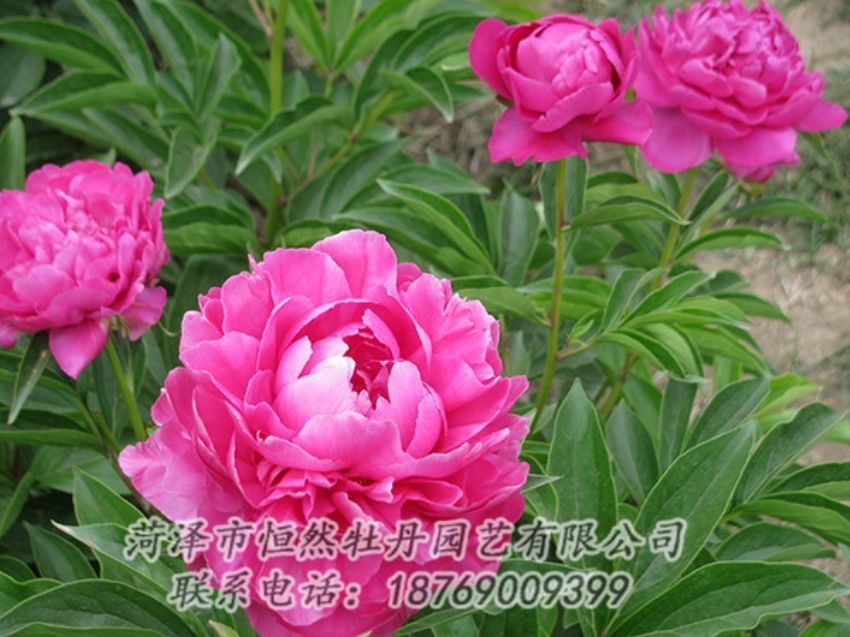 點(diǎn)擊查看詳細(xì)信息<br>標(biāo)題：紅色芍藥 閱讀次數(shù)：1183