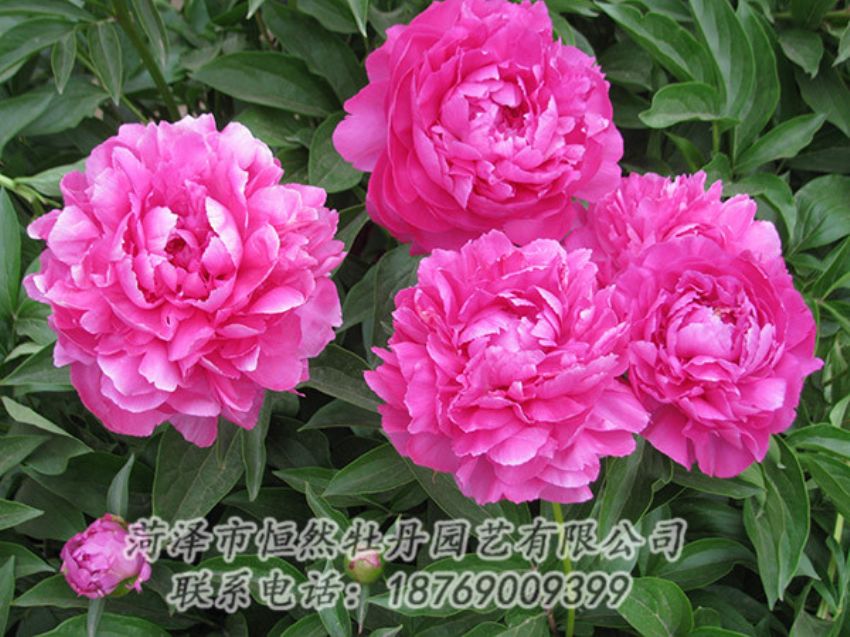 點(diǎn)擊查看詳細(xì)信息<br>標(biāo)題：紅色芍藥 閱讀次數(shù)：1201