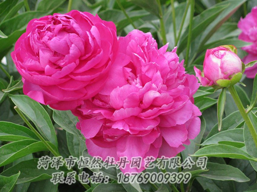 點(diǎn)擊查看詳細(xì)信息<br>標(biāo)題：紅色芍藥 閱讀次數(shù)：1199