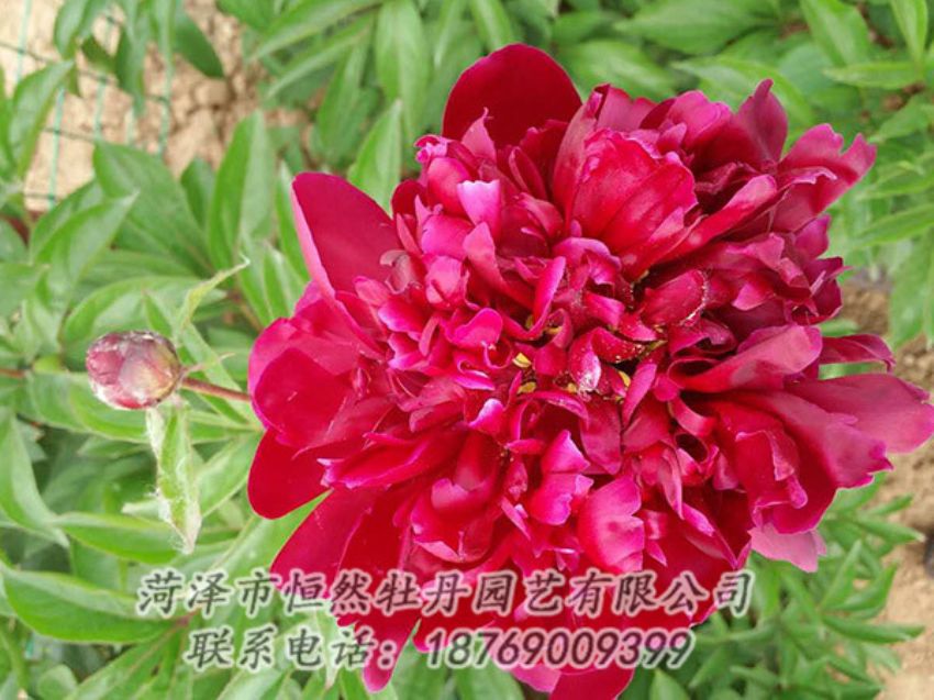 點(diǎn)擊查看詳細(xì)信息<br>標(biāo)題：紅色芍藥 閱讀次數(shù)：1210