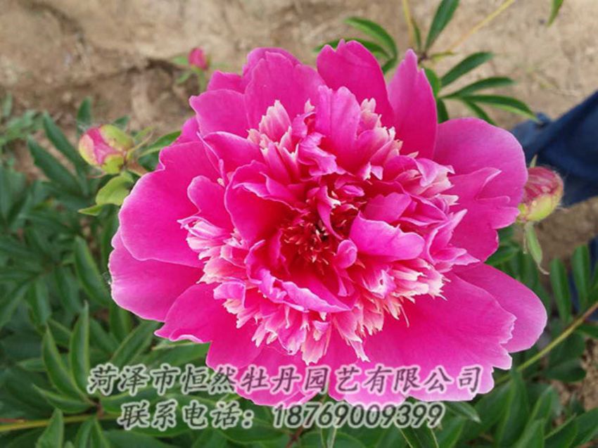 點(diǎn)擊查看詳細(xì)信息<br>標(biāo)題：紅色芍藥 閱讀次數(shù)：1235