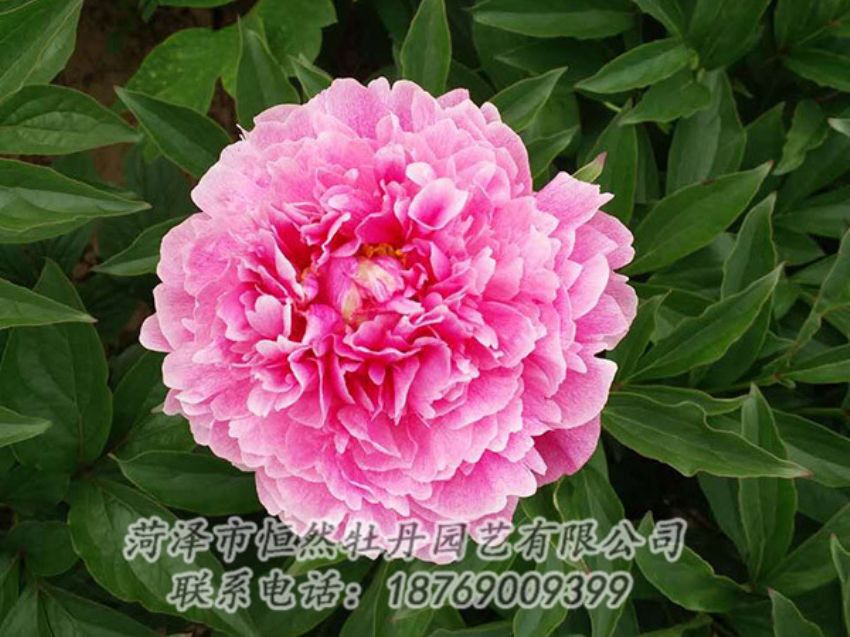 點(diǎn)擊查看詳細(xì)信息<br>標(biāo)題：紅色芍藥 閱讀次數(shù)：1240
