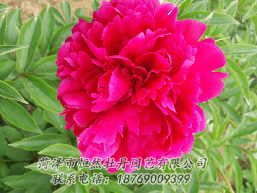 點(diǎn)擊查看詳細(xì)信息<br>標(biāo)題：紅色芍藥 閱讀次數(shù)：1283