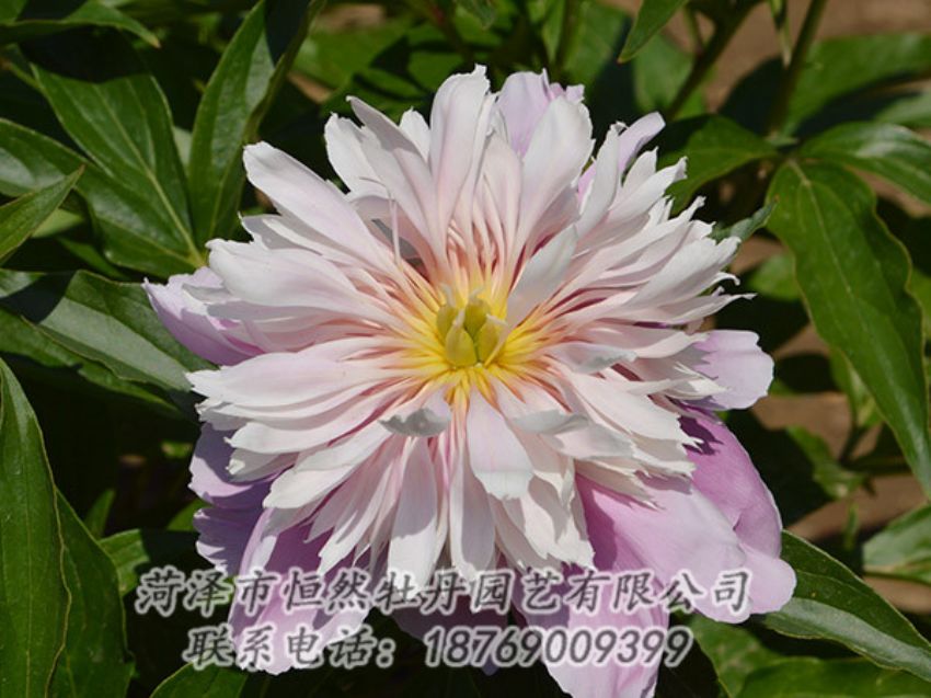 點(diǎn)擊查看詳細(xì)信息<br>標(biāo)題：粉色芍藥 閱讀次數(shù)：1337