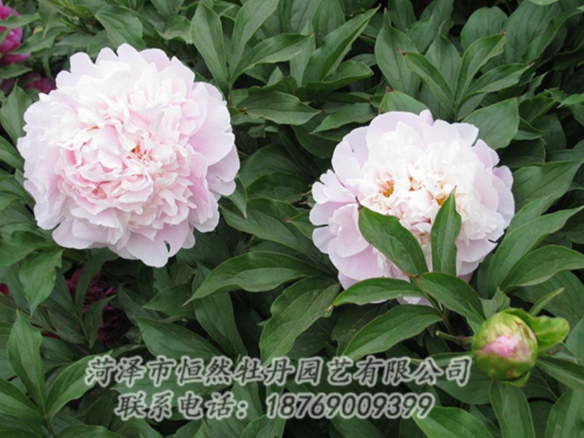點(diǎn)擊查看詳細(xì)信息<br>標(biāo)題：粉色芍藥 閱讀次數(shù)：1229