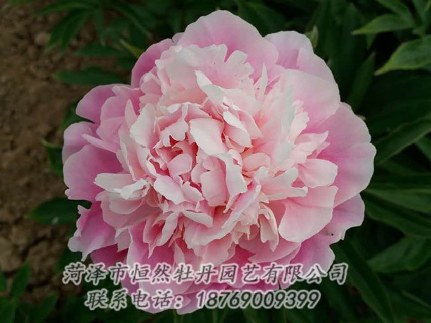 點(diǎn)擊查看詳細(xì)信息<br>標(biāo)題：粉色芍藥 閱讀次數(shù)：1456