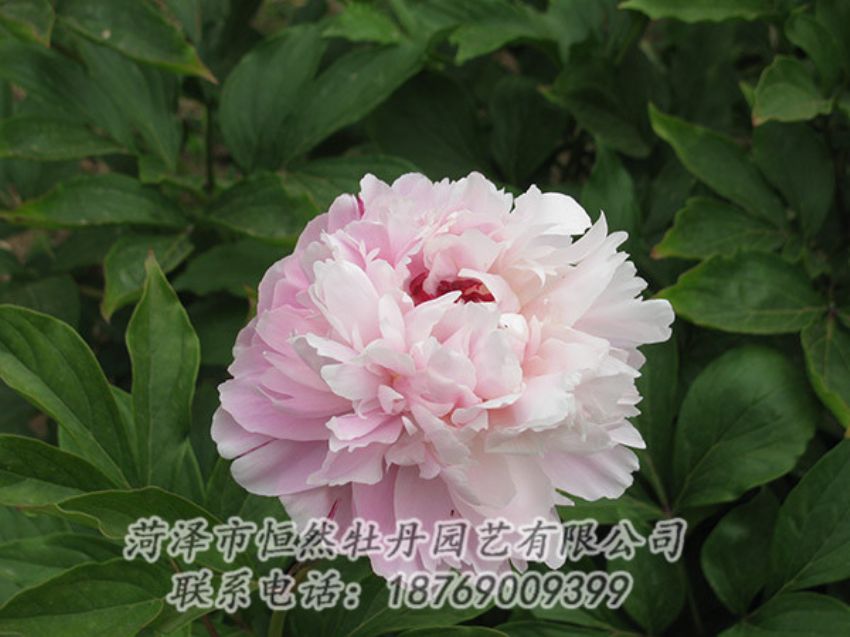 點(diǎn)擊查看詳細(xì)信息<br>標(biāo)題：粉色芍藥 閱讀次數(shù)：1180