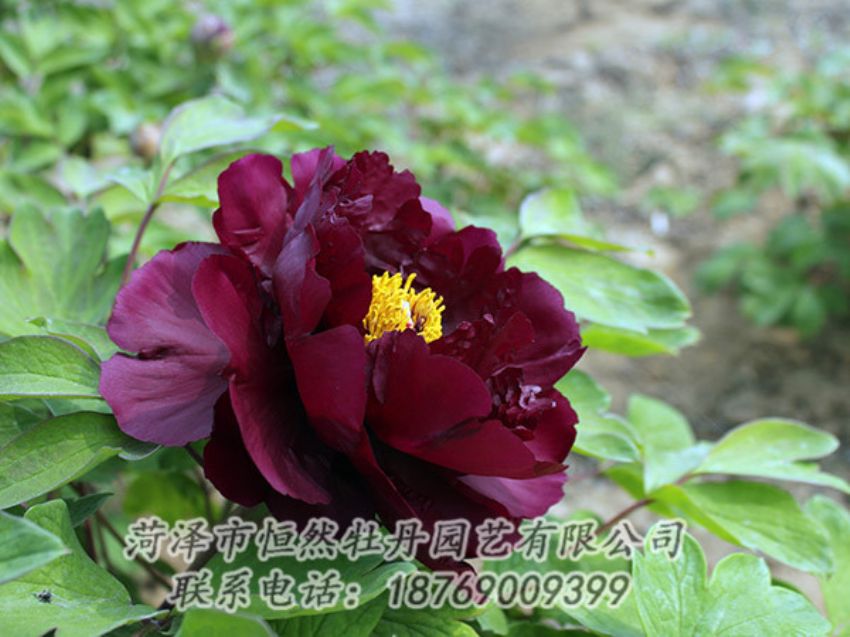 點(diǎn)擊查看詳細(xì)信息<br>標(biāo)題：黑色牡丹 閱讀次數(shù)：1193