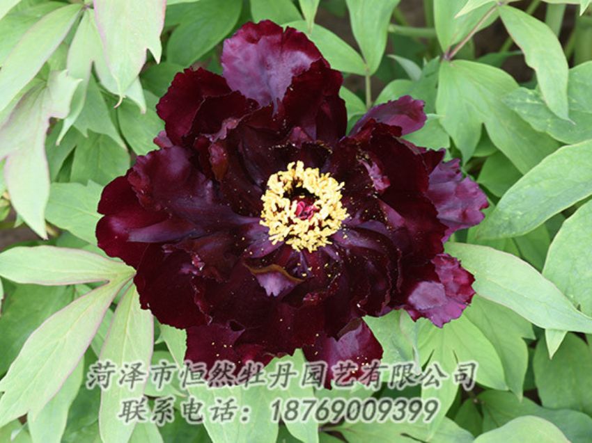 點(diǎn)擊查看詳細(xì)信息<br>標(biāo)題：黑色牡丹 閱讀次數(shù)：1362