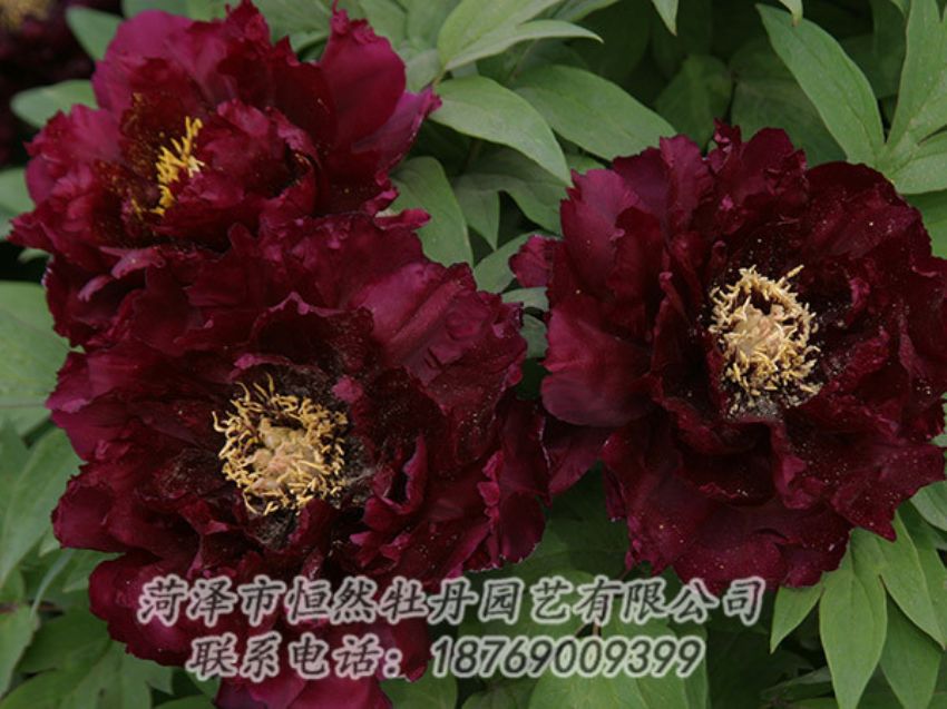 點(diǎn)擊查看詳細(xì)信息<br>標(biāo)題：黑色牡丹 閱讀次數(shù)：1204