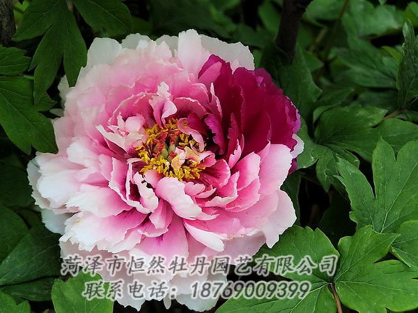 點擊查看詳細信息<br>標題：復色牡丹 閱讀次數(shù)：1293