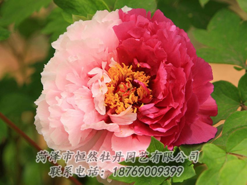 點擊查看詳細信息<br>標題：復色牡丹 閱讀次數(shù)：1362