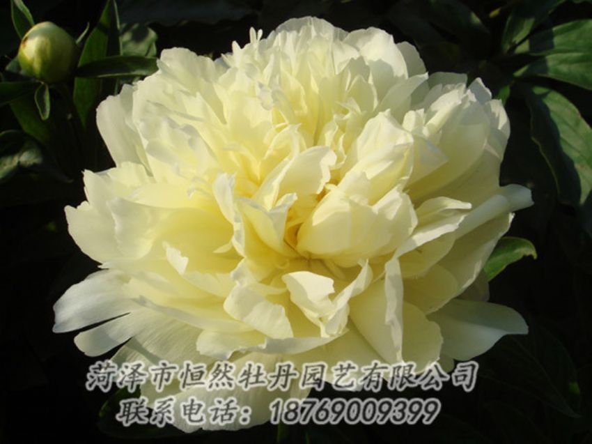 點擊查看詳細(xì)信息<br>標(biāo)題：黃色牡丹 閱讀次數(shù)：1123