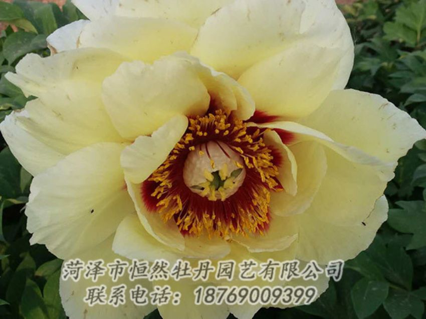 點擊查看詳細(xì)信息<br>標(biāo)題：黃色牡丹 閱讀次數(shù)：1233