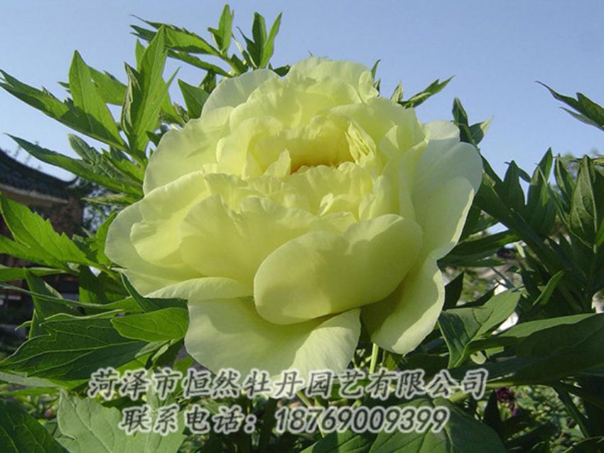 點擊查看詳細(xì)信息<br>標(biāo)題：黃色牡丹 閱讀次數(shù)：1189