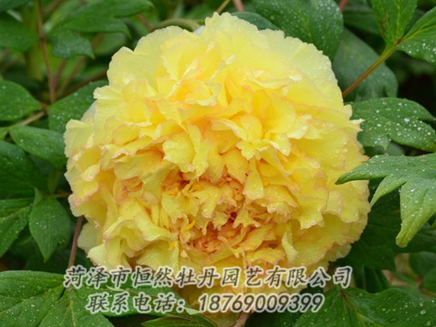 點擊查看詳細(xì)信息<br>標(biāo)題：黃色牡丹 閱讀次數(shù)：1215