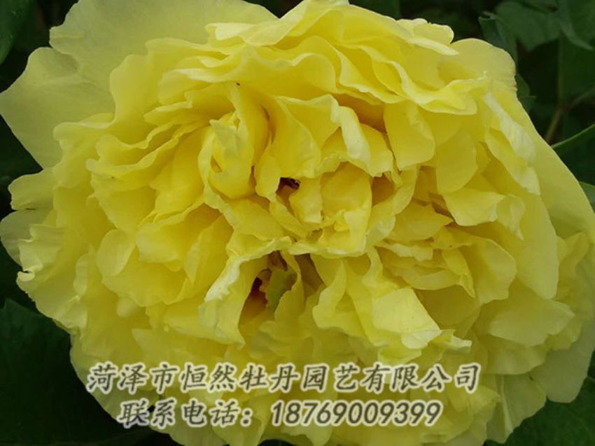 點擊查看詳細(xì)信息<br>標(biāo)題：黃色牡丹 閱讀次數(shù)：1126