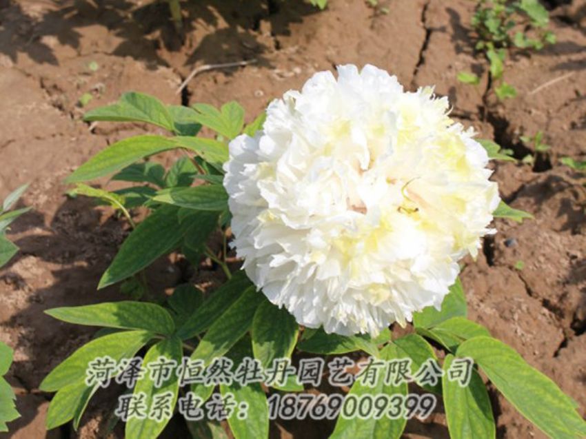 點擊查看詳細(xì)信息<br>標(biāo)題：白色牡丹 閱讀次數(shù)：1251