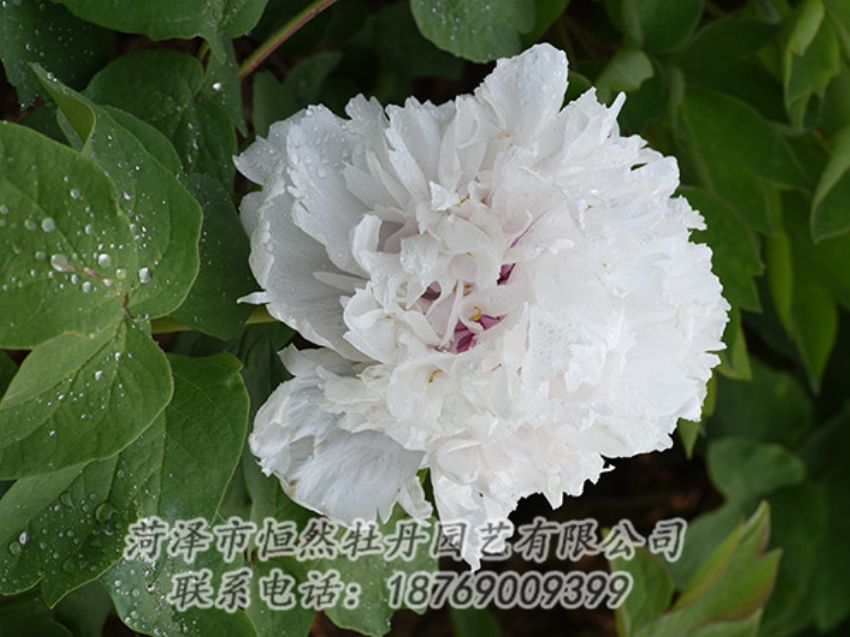 點擊查看詳細(xì)信息<br>標(biāo)題：白色牡丹 閱讀次數(shù)：1217