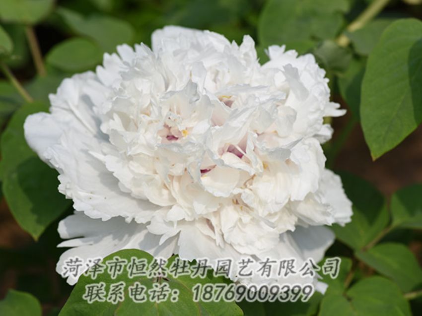 點擊查看詳細(xì)信息<br>標(biāo)題：白色牡丹 閱讀次數(shù)：1255