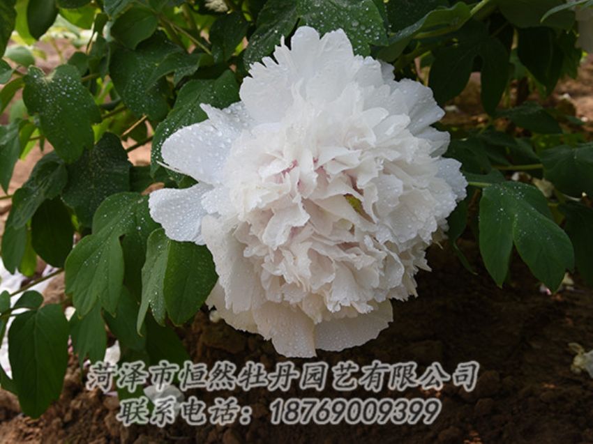 點擊查看詳細(xì)信息<br>標(biāo)題：白色牡丹 閱讀次數(shù)：1192