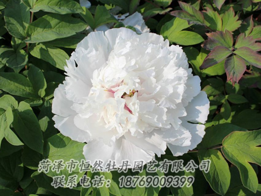點擊查看詳細(xì)信息<br>標(biāo)題：白色牡丹 閱讀次數(shù)：1347