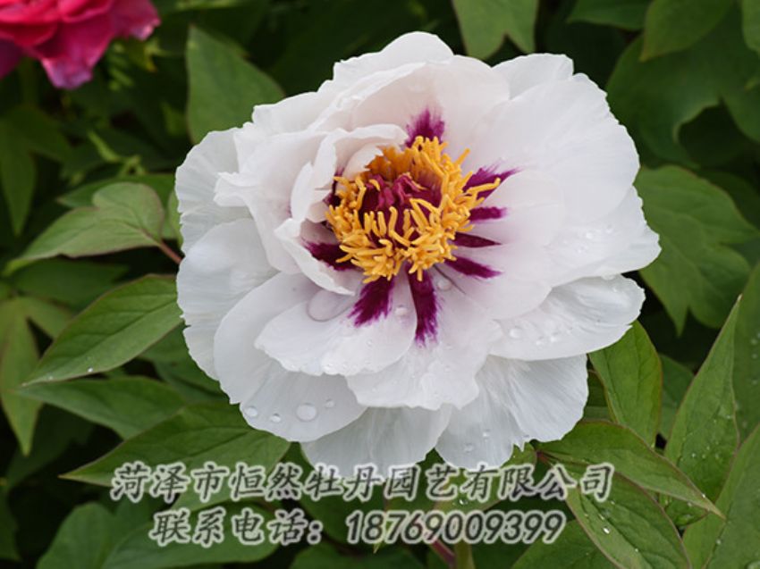 點擊查看詳細(xì)信息<br>標(biāo)題：白色牡丹 閱讀次數(shù)：1251
