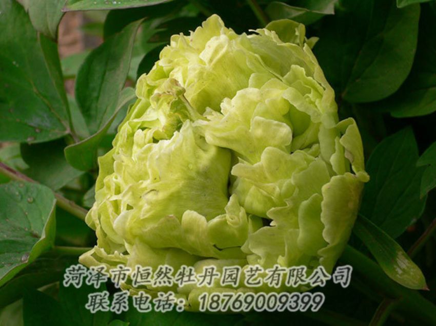 點(diǎn)擊查看詳細(xì)信息<br>標(biāo)題：綠色牡丹 閱讀次數(shù)：1296