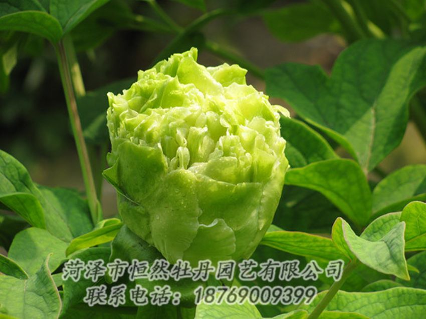 點(diǎn)擊查看詳細(xì)信息<br>標(biāo)題：綠色牡丹 閱讀次數(shù)：1332