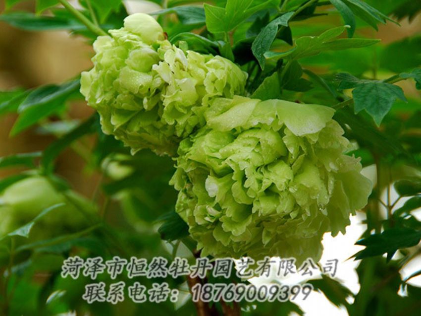 點(diǎn)擊查看詳細(xì)信息<br>標(biāo)題：綠色牡丹 閱讀次數(shù)：1310