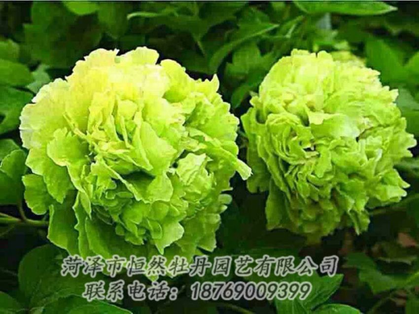 點(diǎn)擊查看詳細(xì)信息<br>標(biāo)題：綠色牡丹 閱讀次數(shù)：1412