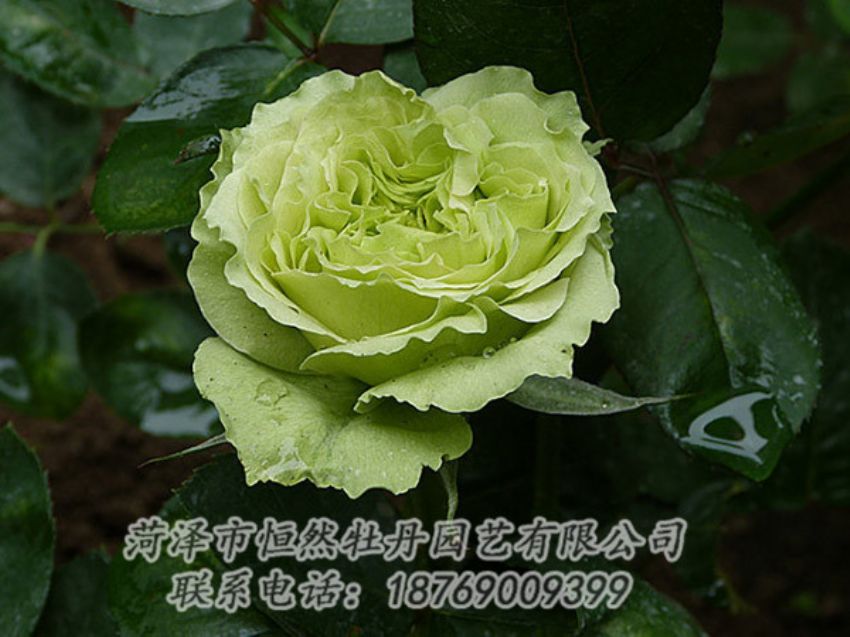 點(diǎn)擊查看詳細(xì)信息<br>標(biāo)題：綠色牡丹 閱讀次數(shù)：1335