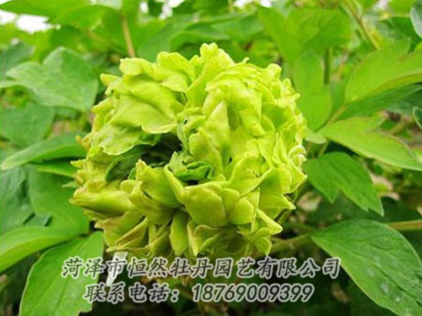 點(diǎn)擊查看詳細(xì)信息<br>標(biāo)題：綠色牡丹 閱讀次數(shù)：1335