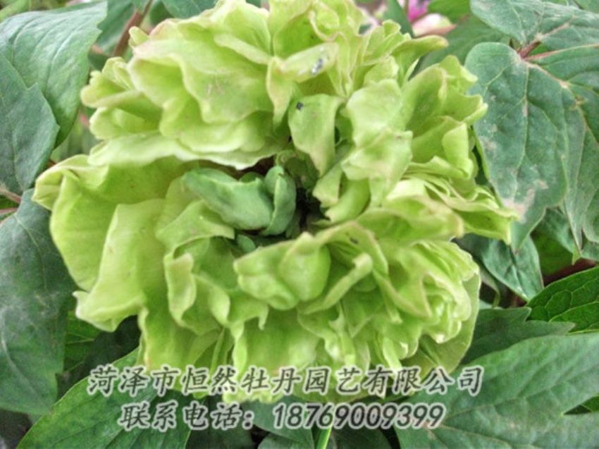 點(diǎn)擊查看詳細(xì)信息<br>標(biāo)題：綠色牡丹 閱讀次數(shù)：1424