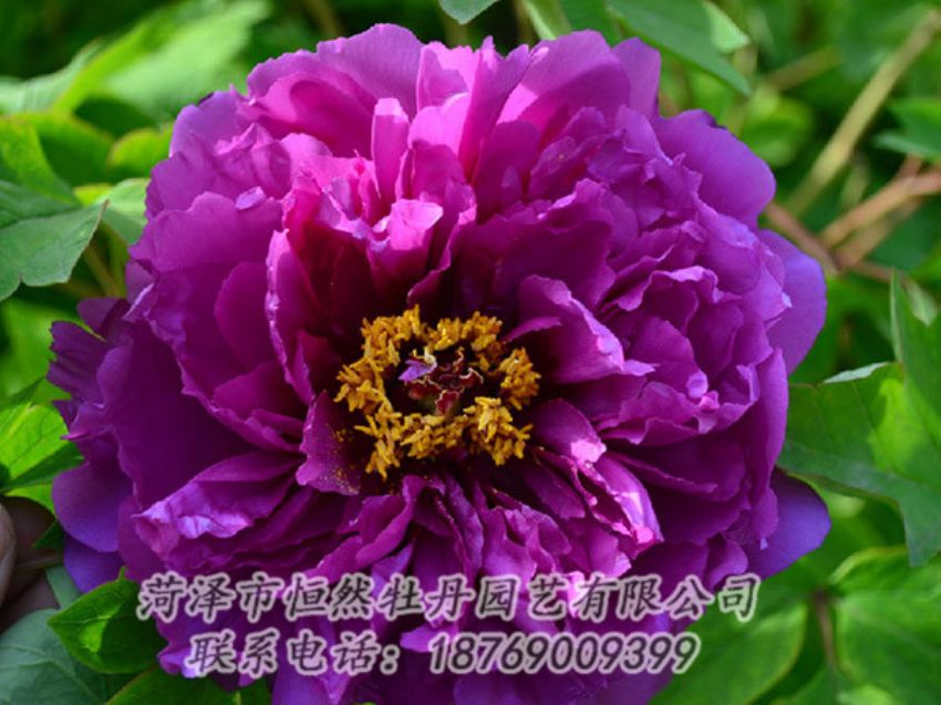 點(diǎn)擊查看詳細(xì)信息<br>標(biāo)題：紫色牡丹 閱讀次數(shù)：1506