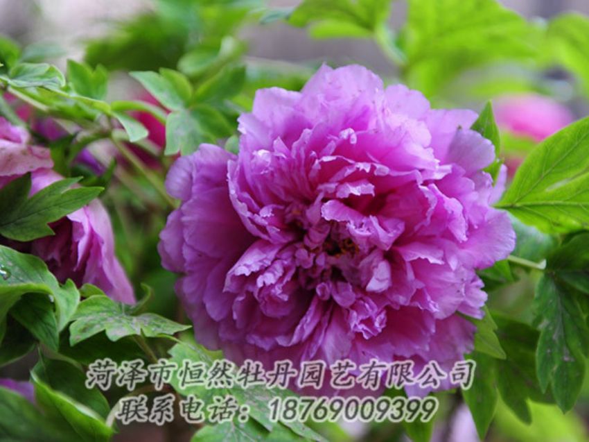點(diǎn)擊查看詳細(xì)信息<br>標(biāo)題：紫色牡丹 閱讀次數(shù)：1456