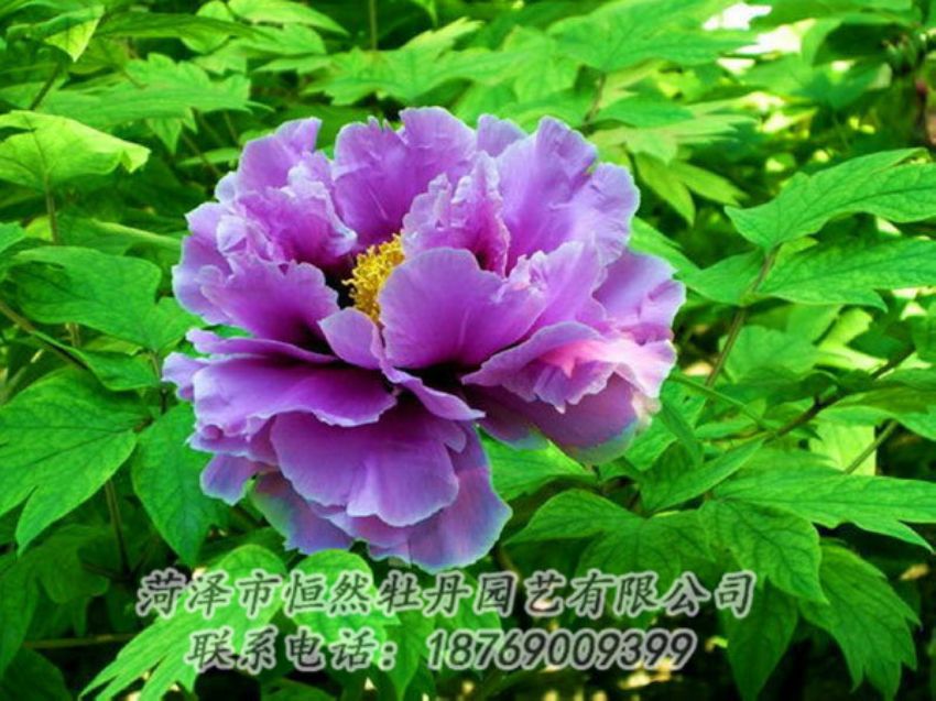 點(diǎn)擊查看詳細(xì)信息<br>標(biāo)題：紫色牡丹 閱讀次數(shù)：1397
