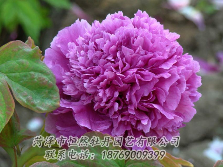 點(diǎn)擊查看詳細(xì)信息<br>標(biāo)題：紫色牡丹 閱讀次數(shù)：1860