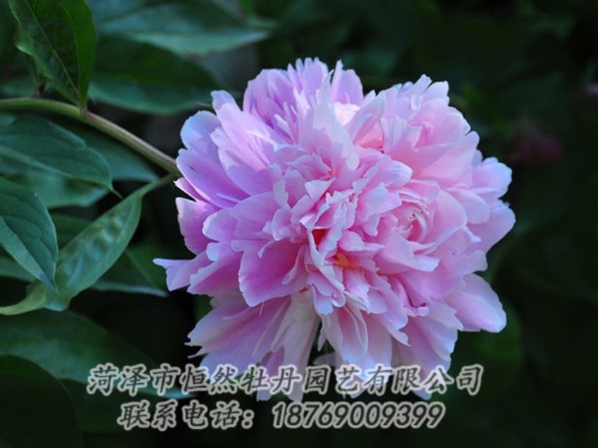 點(diǎn)擊查看詳細(xì)信息<br>標(biāo)題：紫色牡丹 閱讀次數(shù)：1877