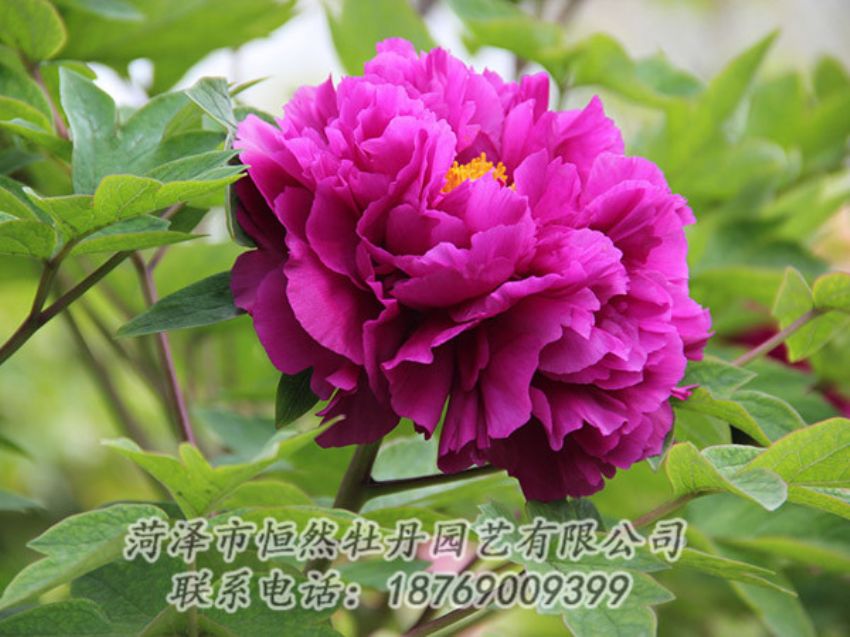 點(diǎn)擊查看詳細(xì)信息<br>標(biāo)題：紫色牡丹 閱讀次數(shù)：1941