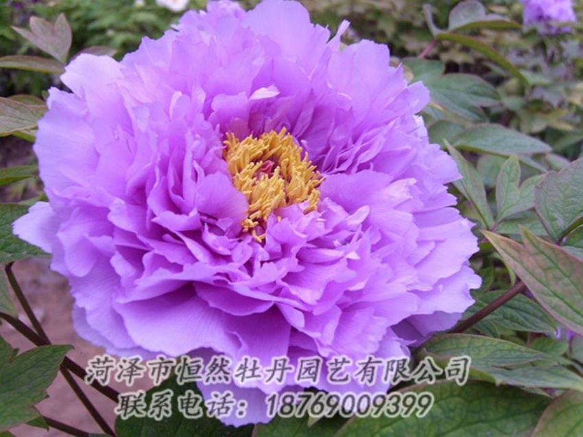 點(diǎn)擊查看詳細(xì)信息<br>標(biāo)題：紫色牡丹 閱讀次數(shù)：1956