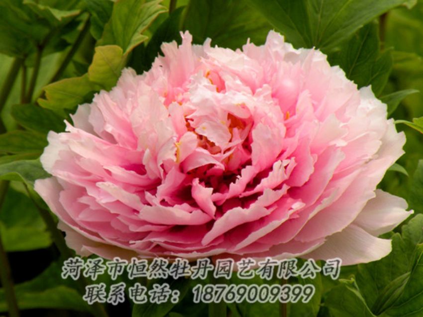 點(diǎn)擊查看詳細(xì)信息<br>標(biāo)題：粉色牡丹 閱讀次數(shù)：2029