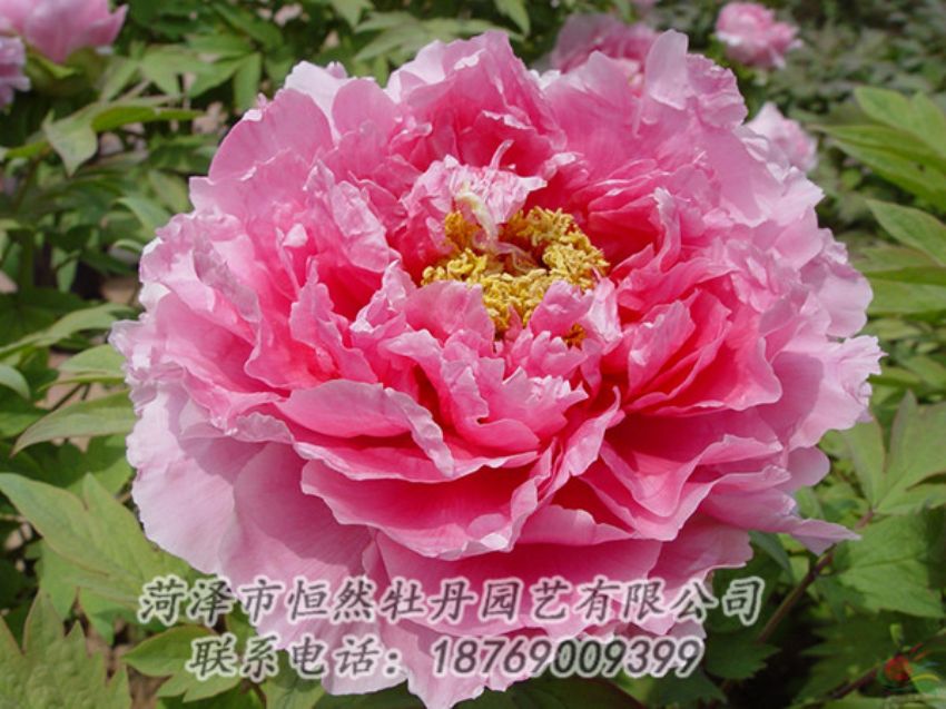 點(diǎn)擊查看詳細(xì)信息<br>標(biāo)題：粉色牡丹 閱讀次數(shù)：2000