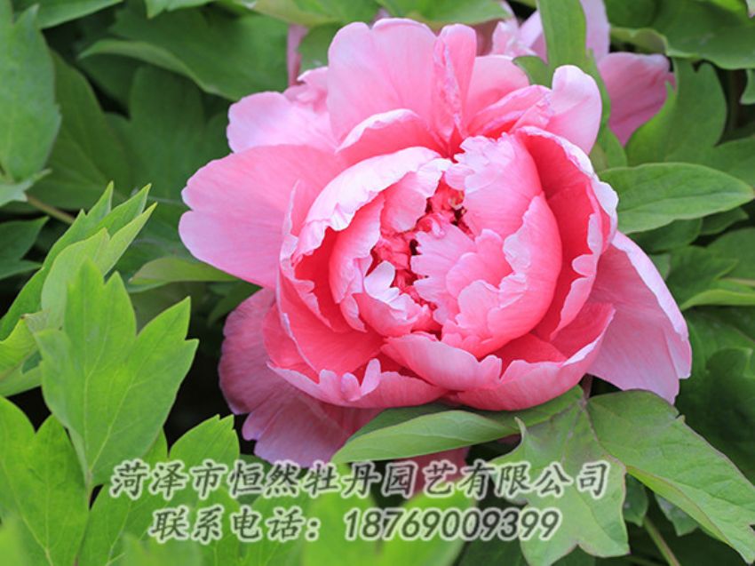 點(diǎn)擊查看詳細(xì)信息<br>標(biāo)題：粉色牡丹 閱讀次數(shù)：1846