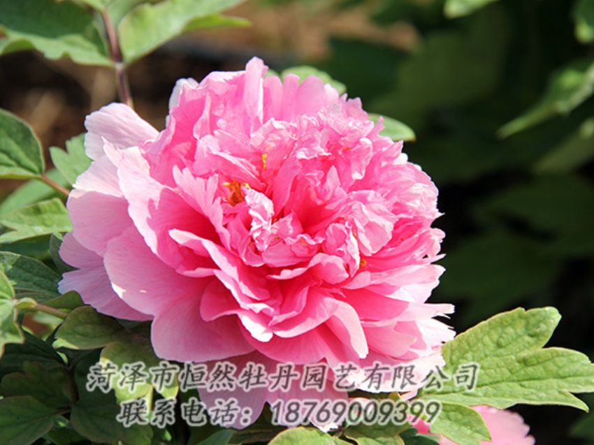 點(diǎn)擊查看詳細(xì)信息<br>標(biāo)題：粉色牡丹 閱讀次數(shù)：1877