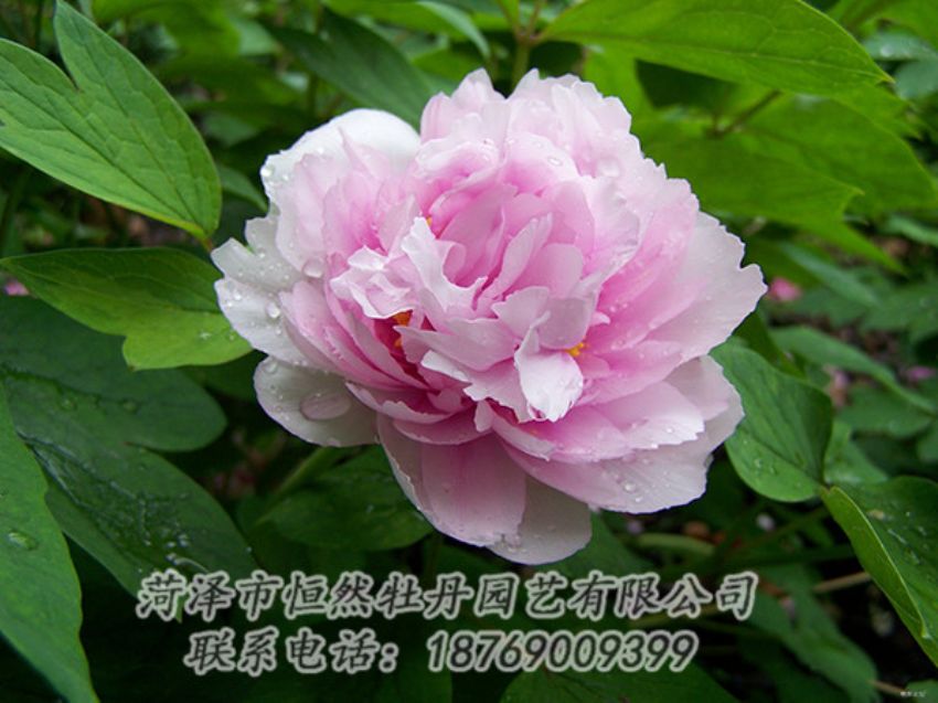 點(diǎn)擊查看詳細(xì)信息<br>標(biāo)題：粉色牡丹 閱讀次數(shù)：2001