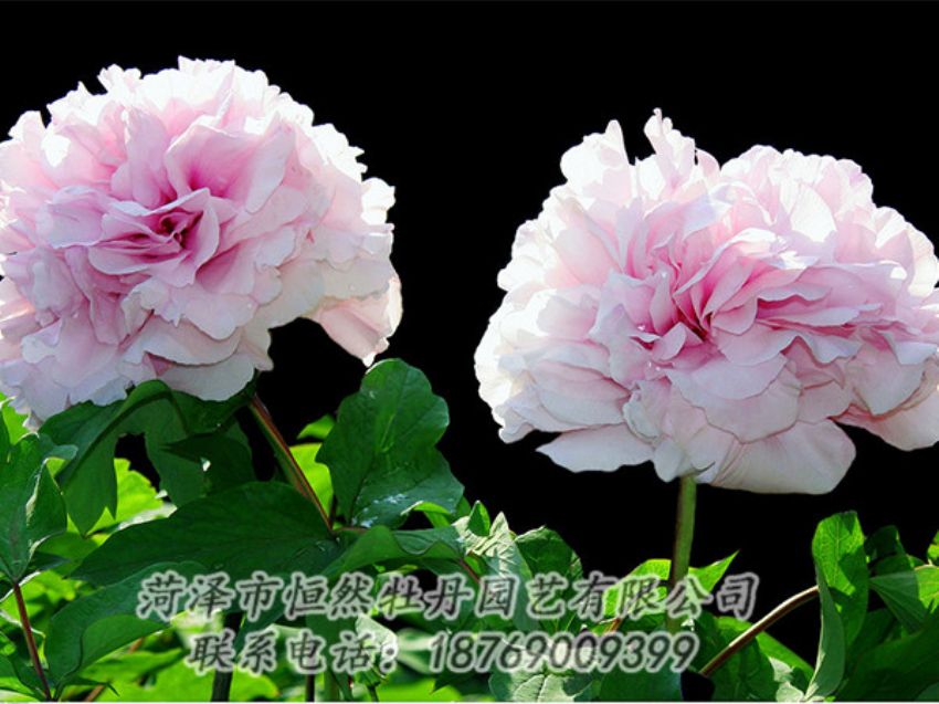 點(diǎn)擊查看詳細(xì)信息<br>標(biāo)題：粉色牡丹 閱讀次數(shù)：1922