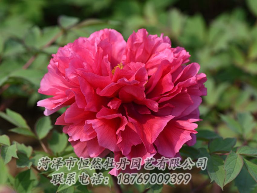 點(diǎn)擊查看詳細(xì)信息<br>標(biāo)題：紅色牡丹 閱讀次數(shù)：1983