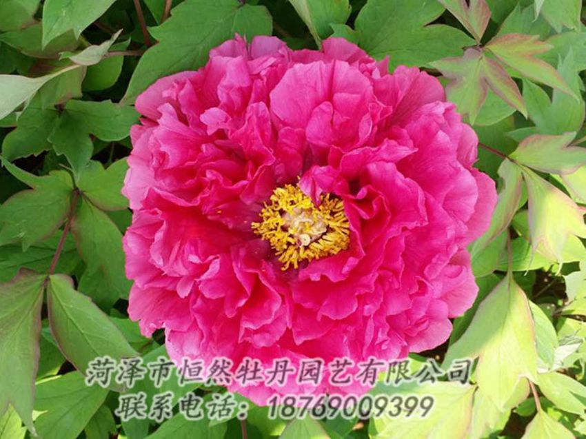 點(diǎn)擊查看詳細(xì)信息<br>標(biāo)題：紅色牡丹 閱讀次數(shù)：2098
